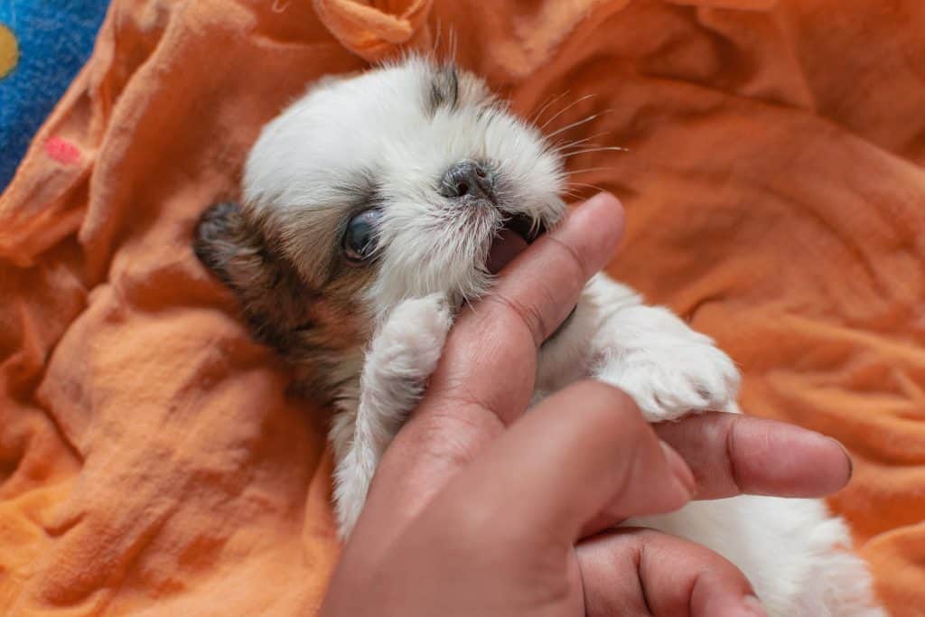 shih tzu puppy