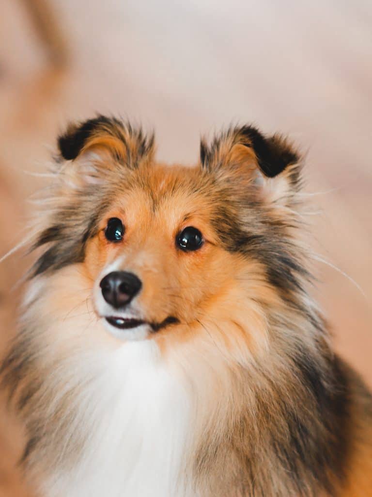 shetland sheepdog