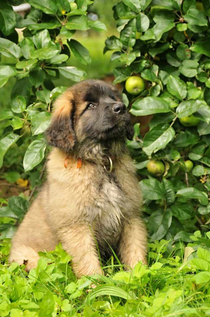 Factors influencing the cost of a Leonberger puppy