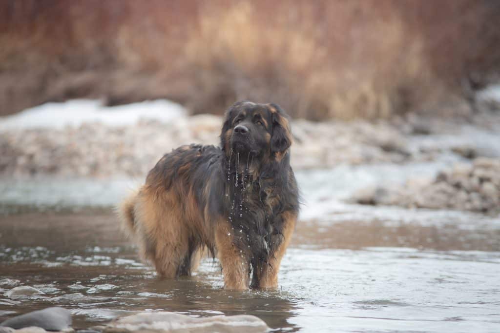 Appearance of the Leonberger