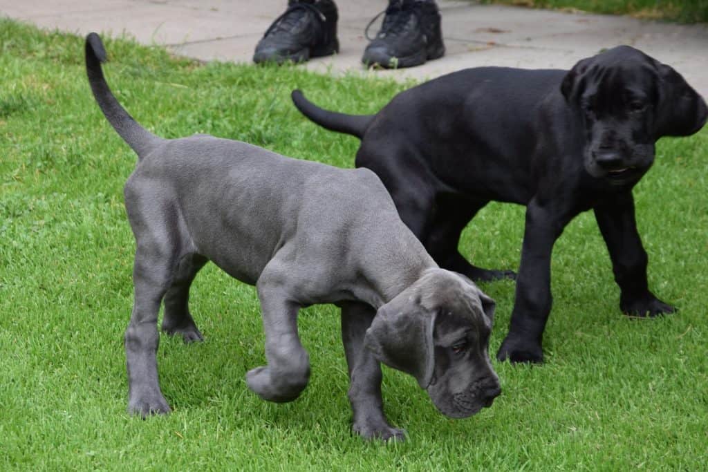 how much is a neapolitan mastiff puppy