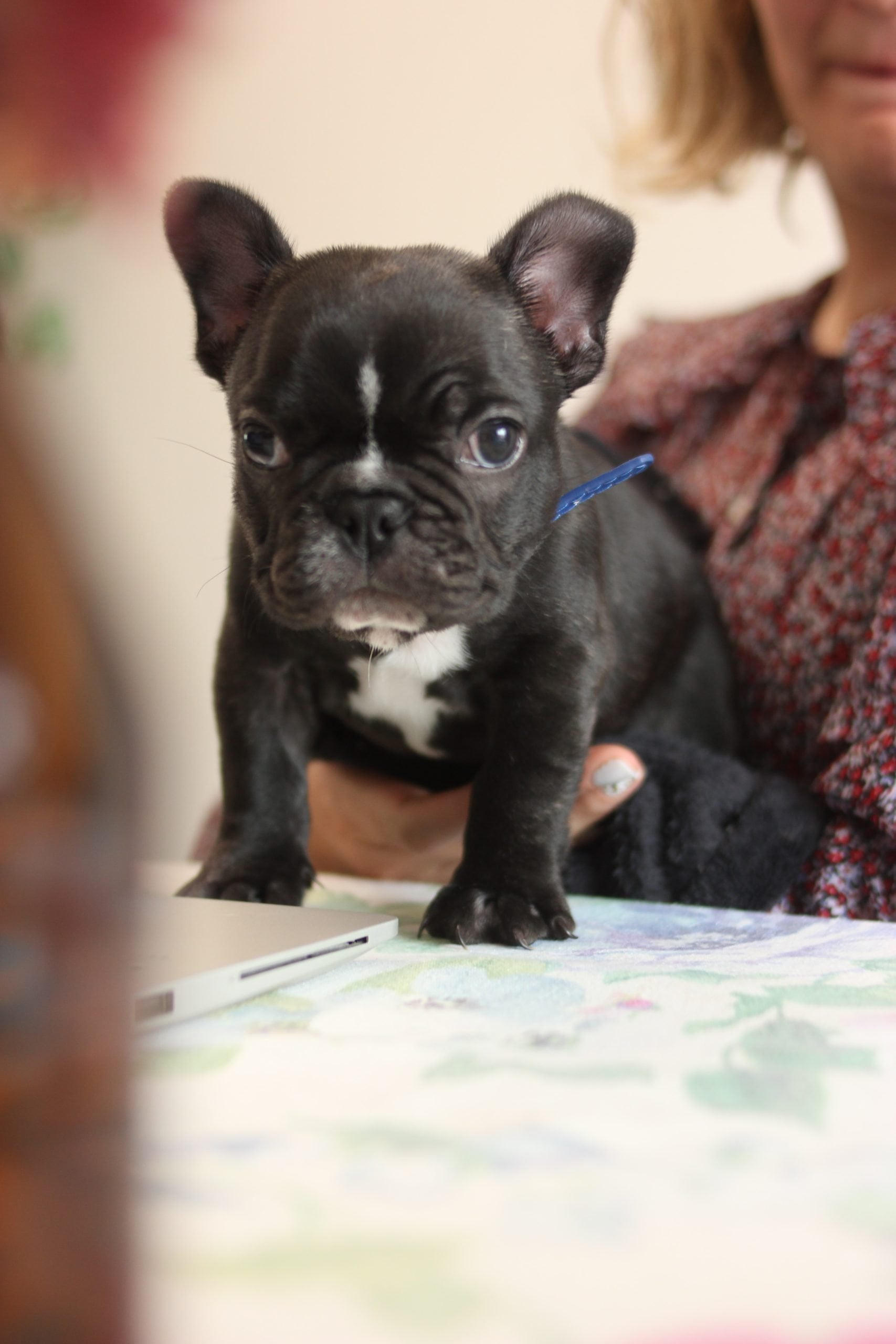 French Bulldog walking and mobility