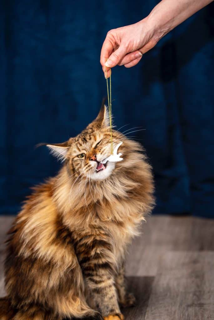 Maine Coon Tortie Mix