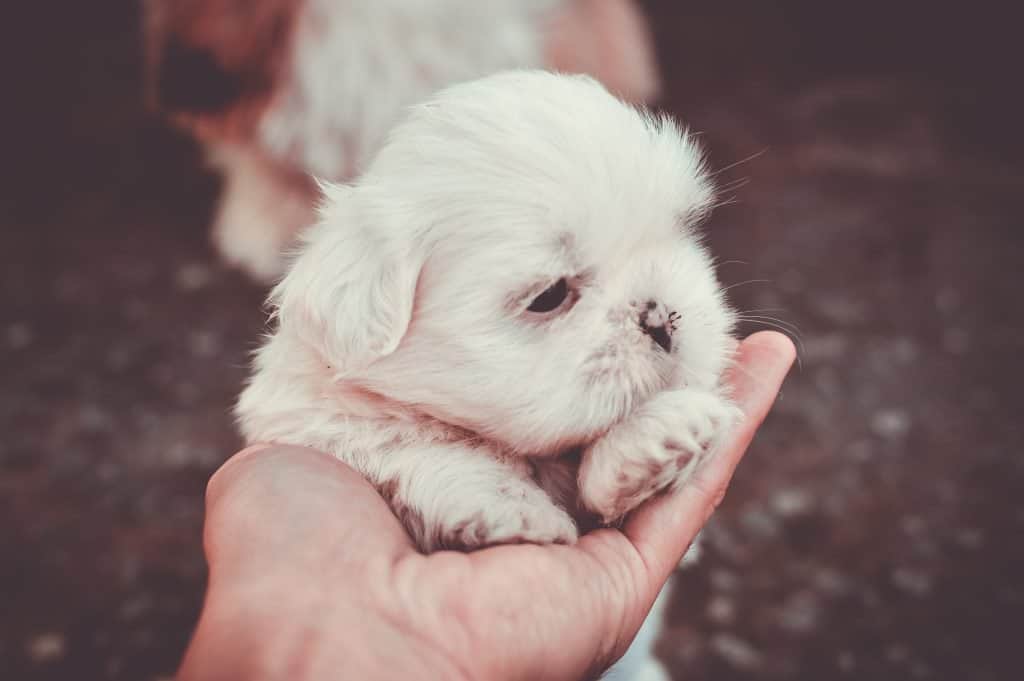 when do shih tzu puppies get fluffy