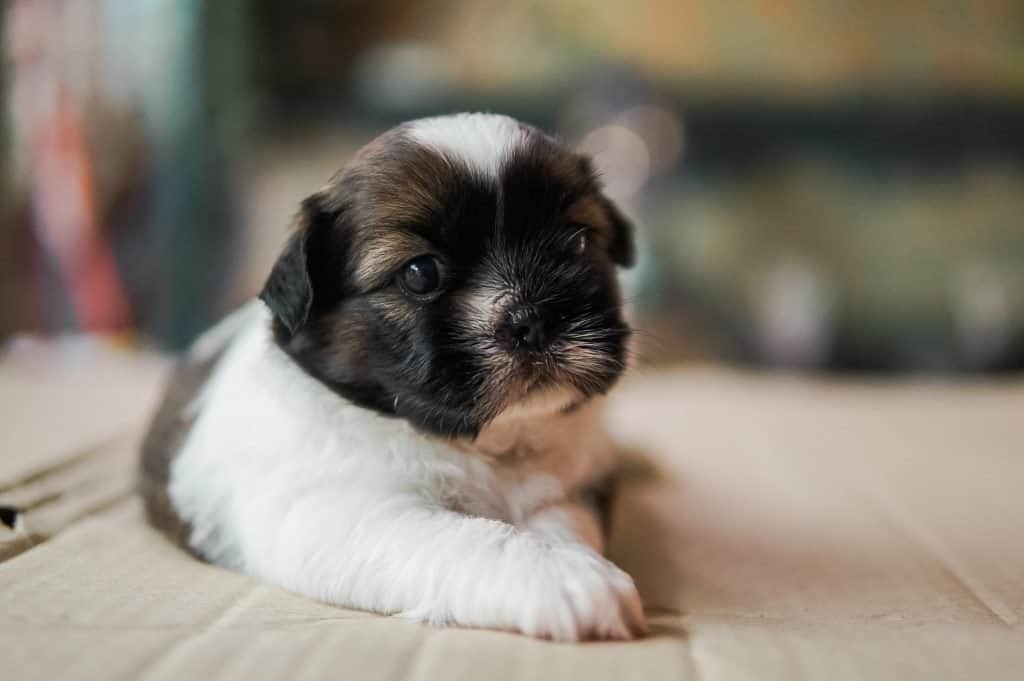 when do shih tzu puppies get fluffy