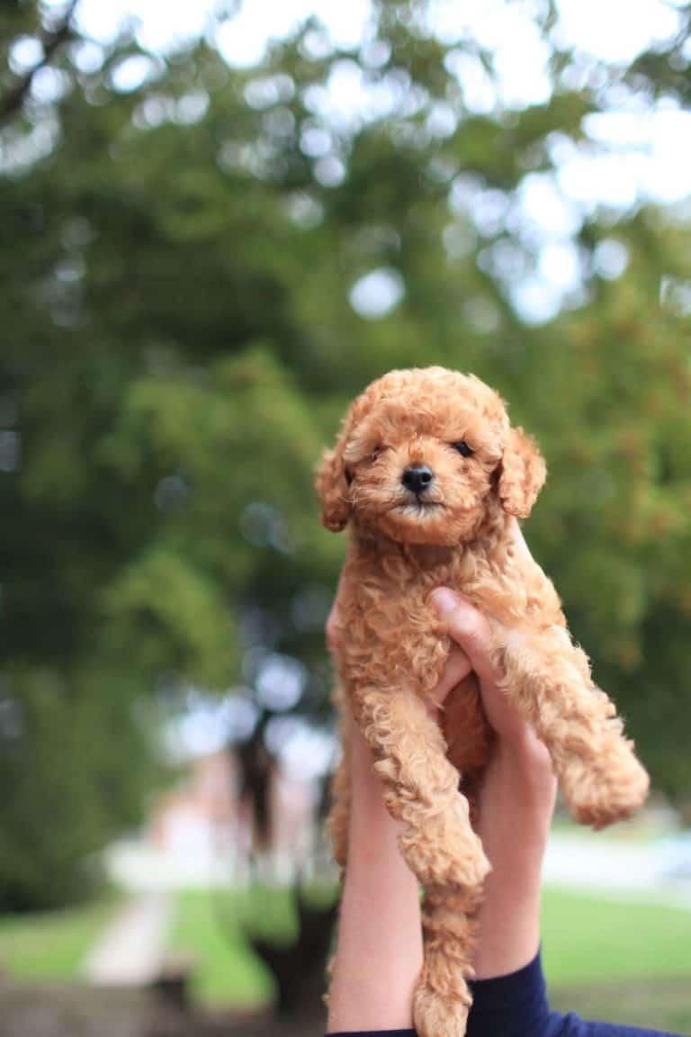 Ultimate Price Guide How Much Does a Teacup Poodle Cost?