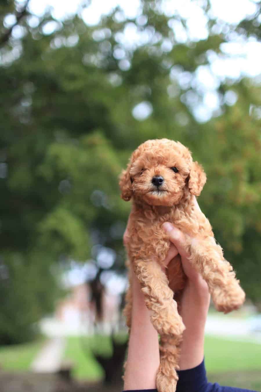 Ultimate Price Guide How Much Does a Teacup Poodle Cost?