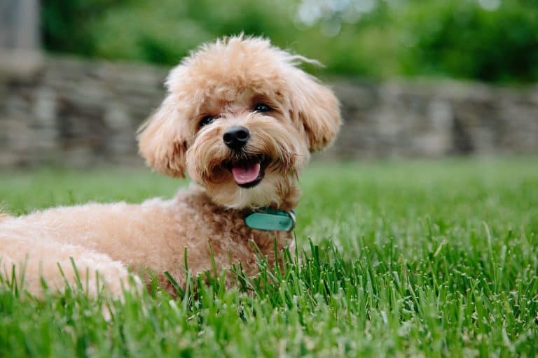 Ultimate Price Guide How Much Does a Teacup Poodle Cost?