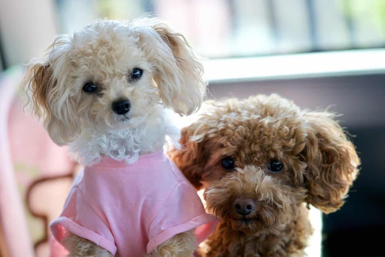 Ultimate Price Guide How Much Does a Teacup Poodle Cost?