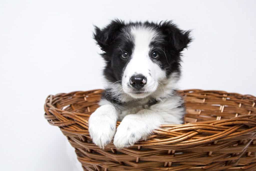 how much are collie puppies