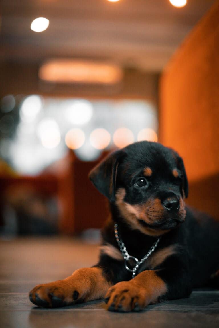 7 Things You Need to Know About What to Feed Your Rottweiler Puppy