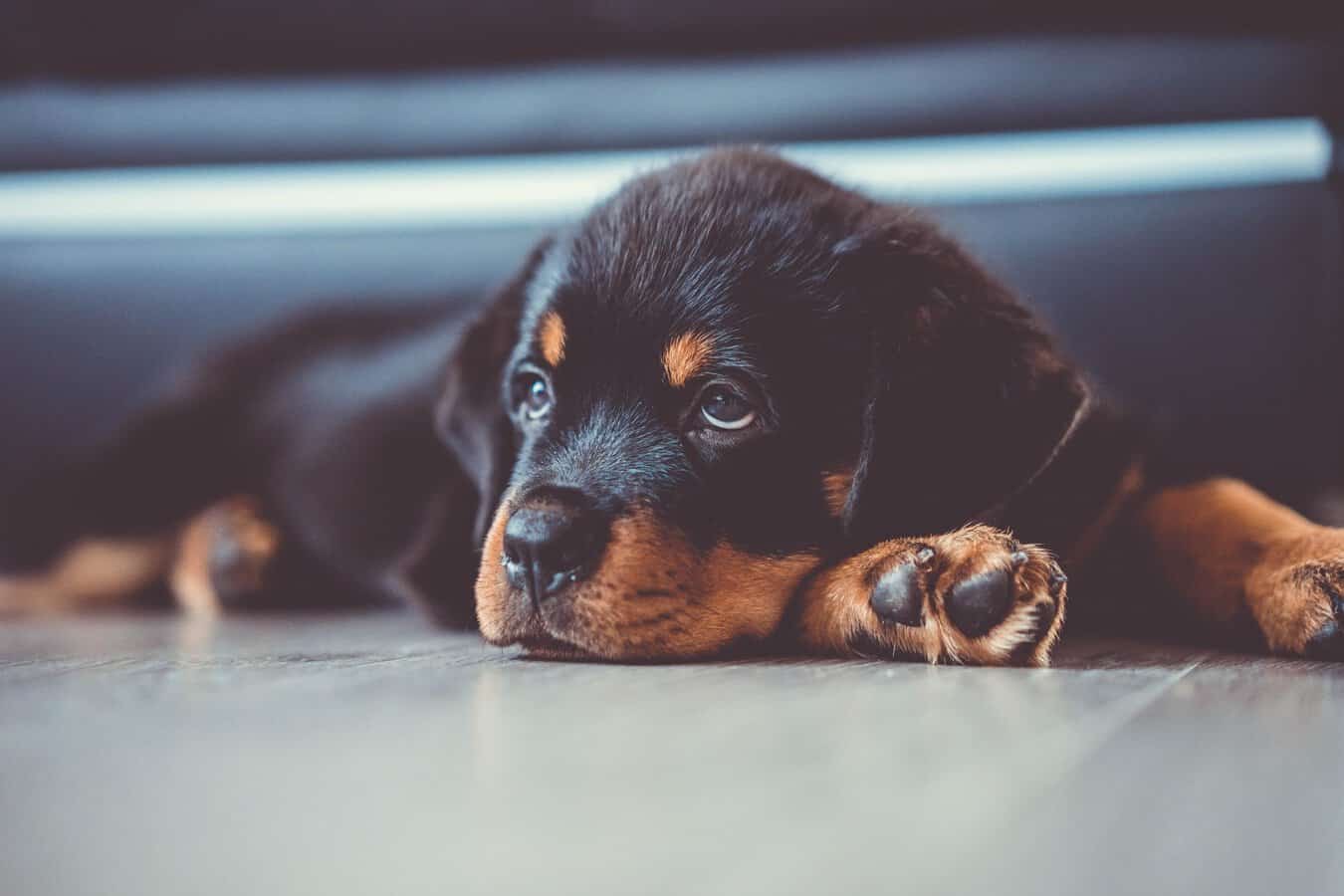 7 Things You Need to Know About What to Feed Your Rottweiler Puppy