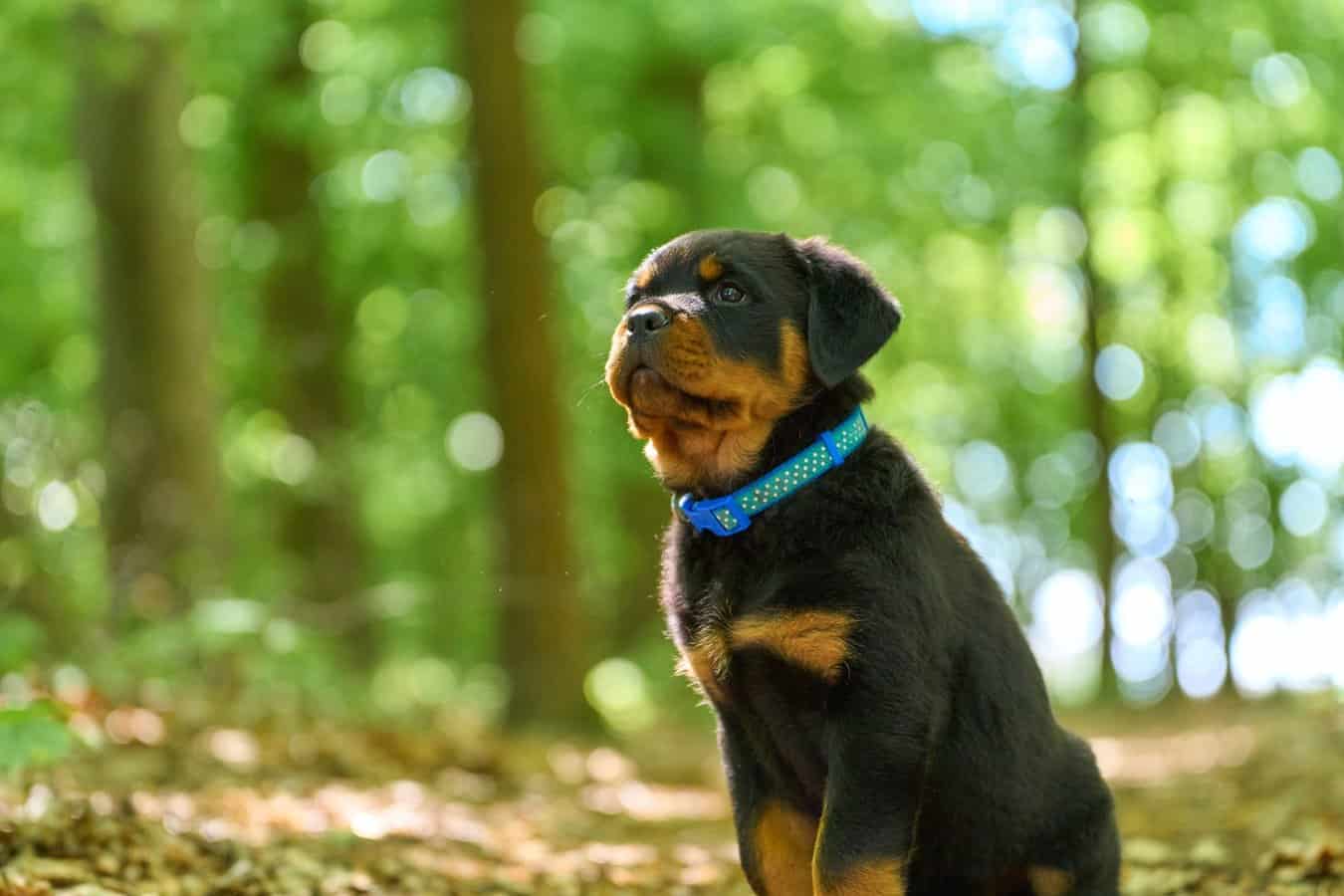 7 Things You Need to Know About What to Feed Your Rottweiler Puppy