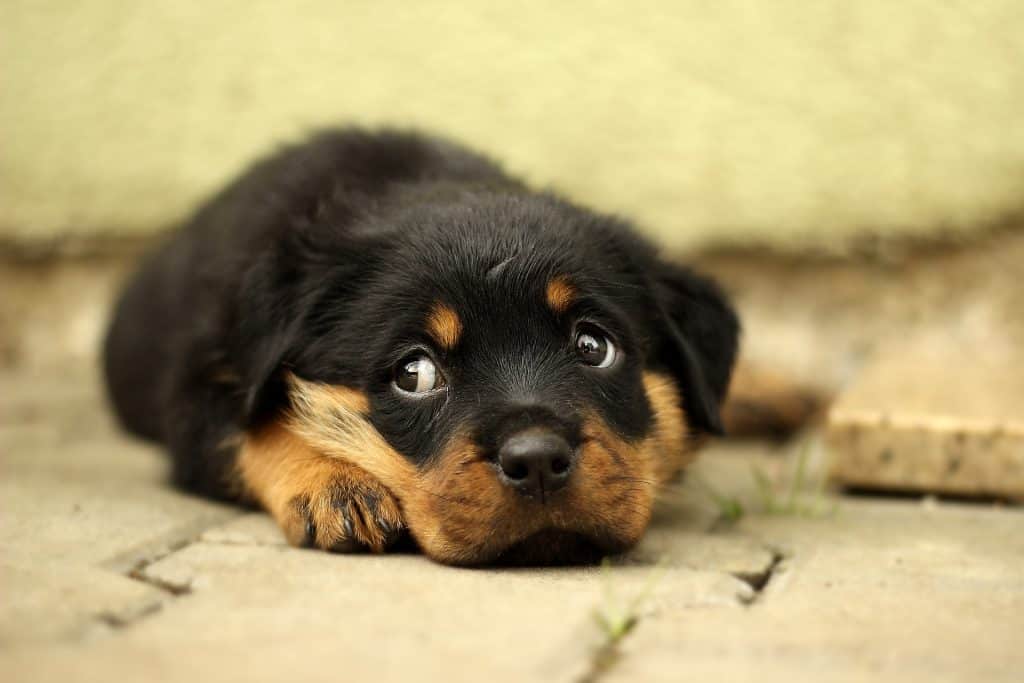 What to Feed Your Rottweiler Puppy