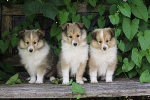 how much is a sheltie puppy