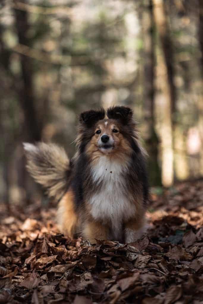 how much is a sheltie puppy