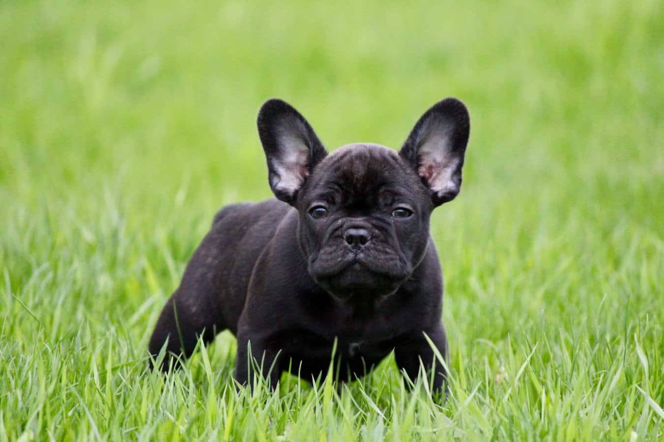 French Bulldog ear care and cleaning