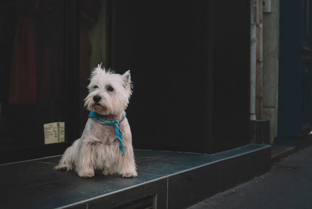 How much are Westie puppies?