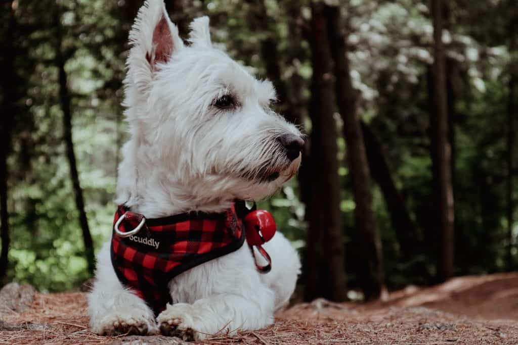 How Much are Westie Puppies? The Price of Canine Charm
