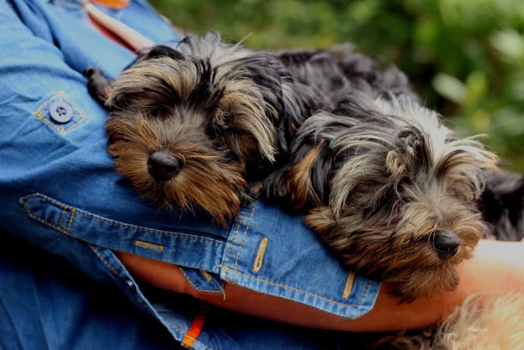 Yorkshire Terrier