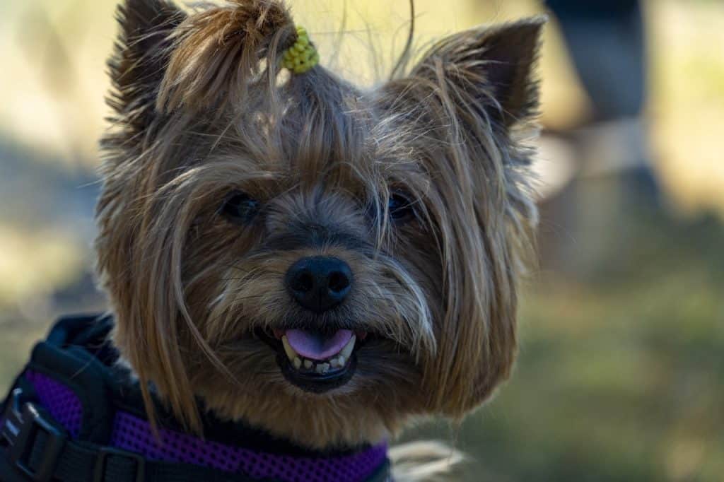 Yorkshire Terrier