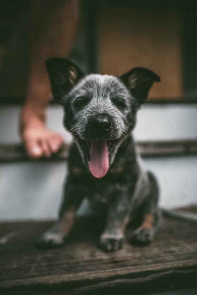 when do blue heeler puppies get their color