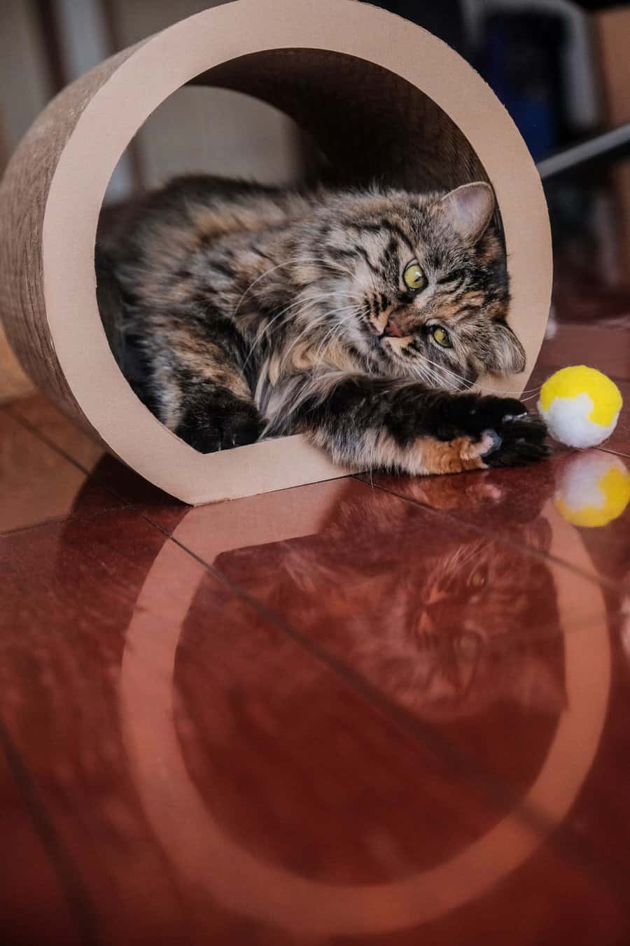 The Cat Ball Bed Trend Why Cats and Owners Are Falling in Love