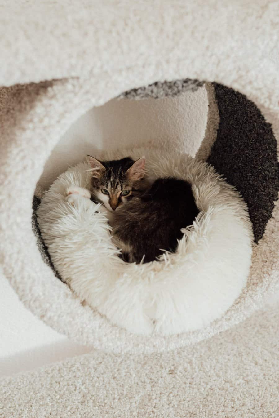 The Cat Ball Bed Trend Why Cats and Owners Are Falling in Love