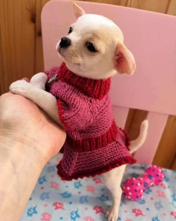 Teacup Chihuahua