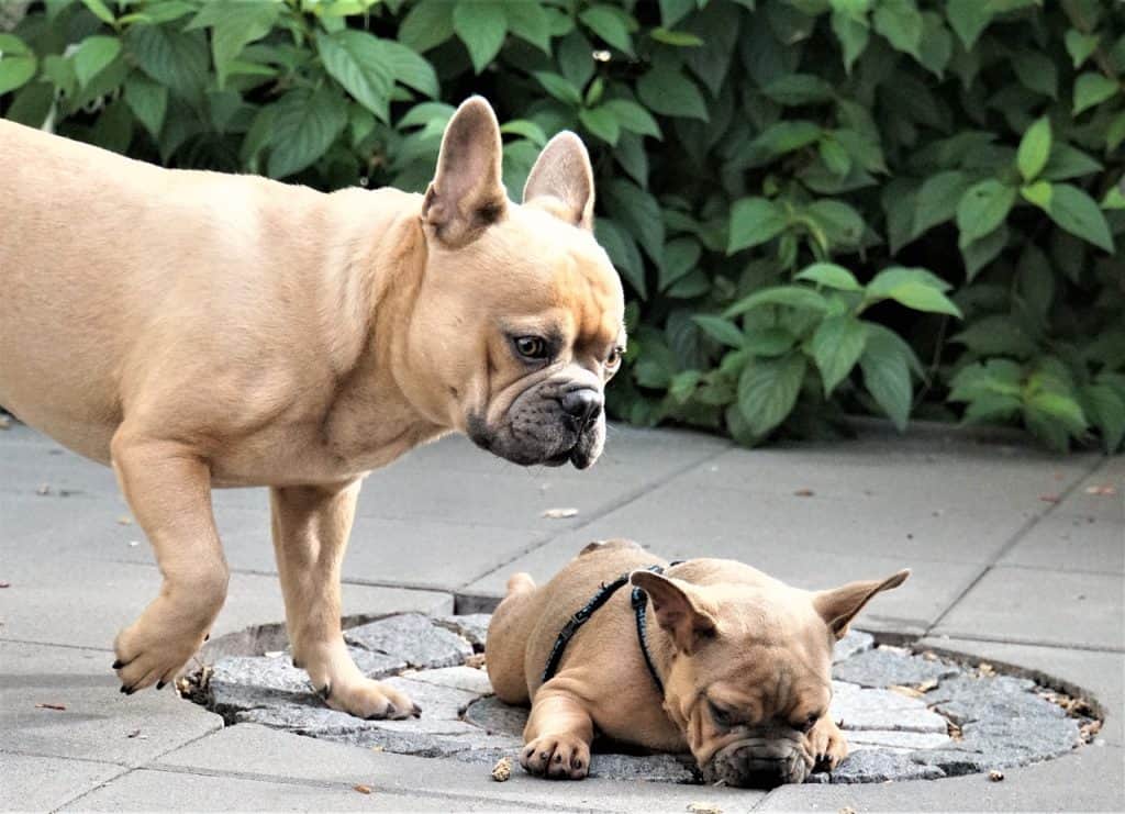 when do french bulldogs ears stand up