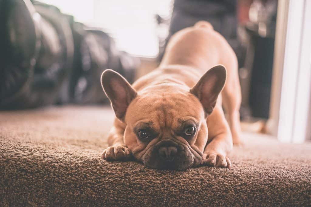 how to treat cherry eye in french bulldogs