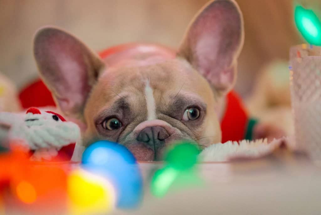 french bulldog red eyes