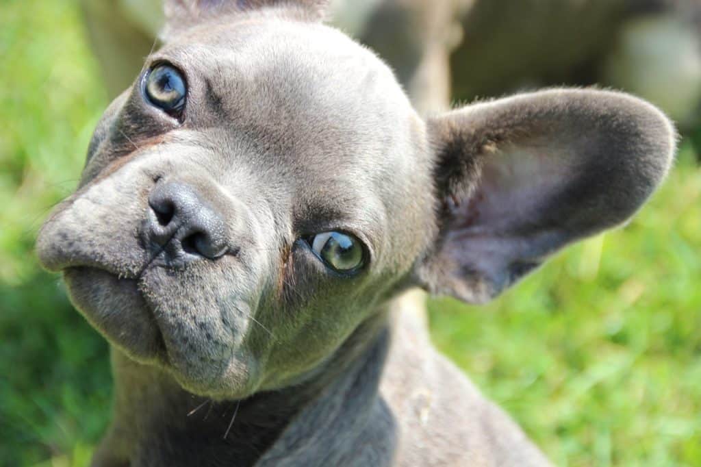 when do french bulldogs ears stand up