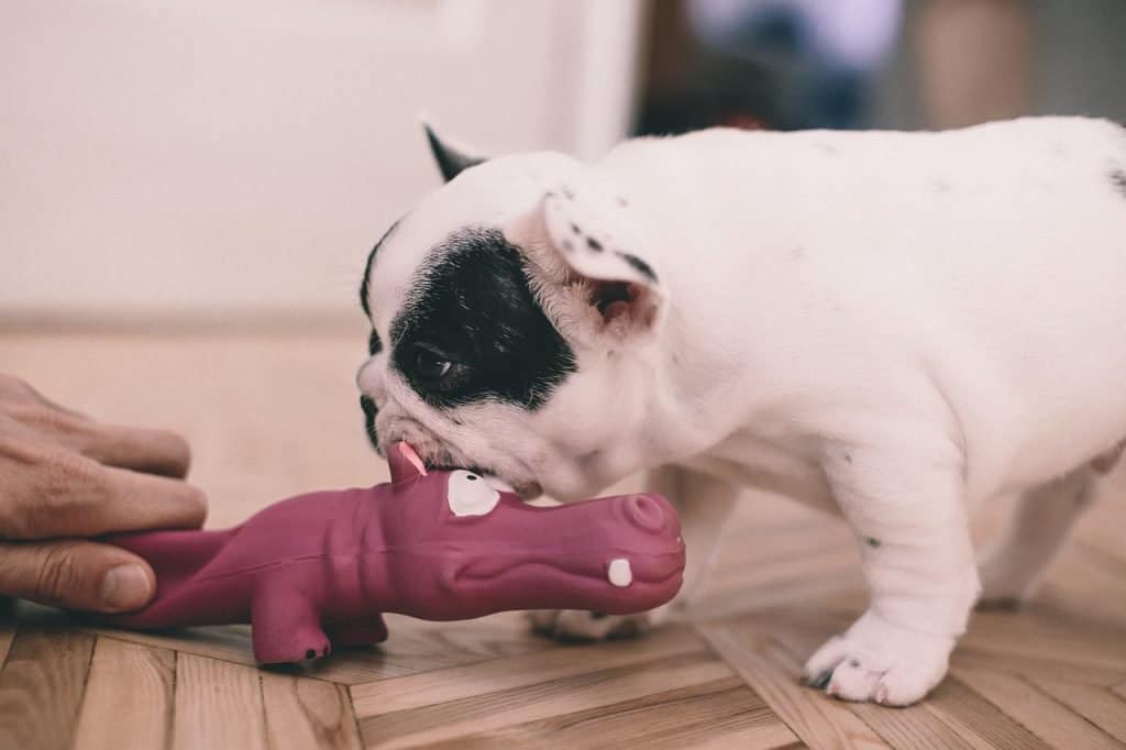 when do french bulldogs ears stand up