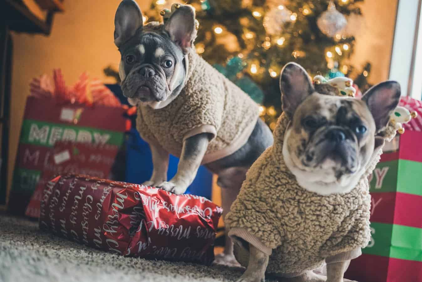 French Bulldog with long back prone to IVDD