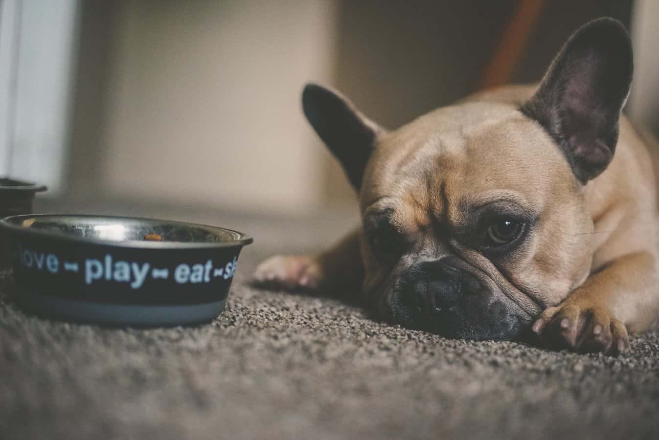 French Bulldog health emergency warning signs