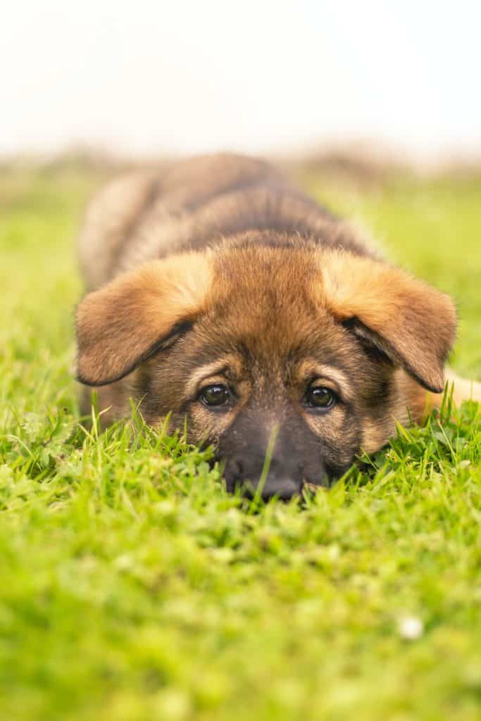 how much to feed a german shepherd puppy