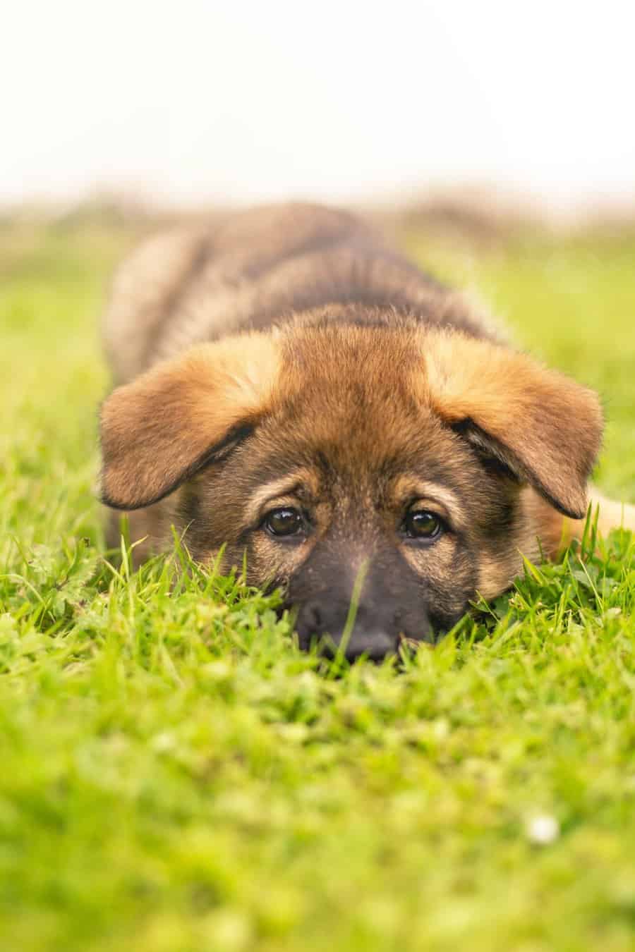 Puppy Love or Savvy Shenanigans? Unraveling the Mystery Why Does My