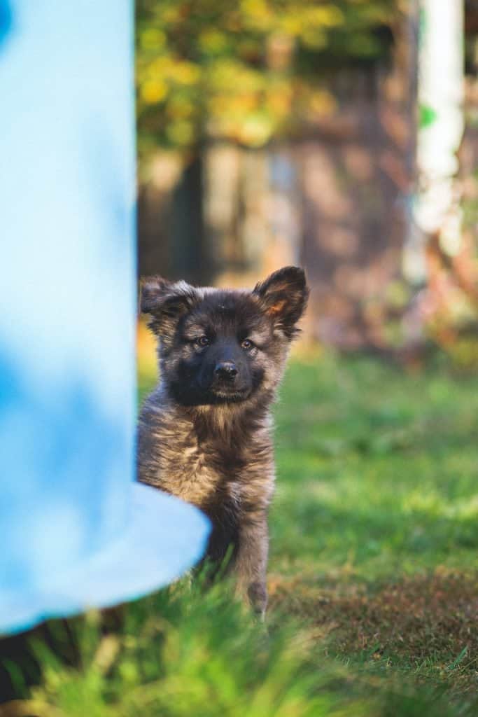 how much to feed a german shepherd puppy