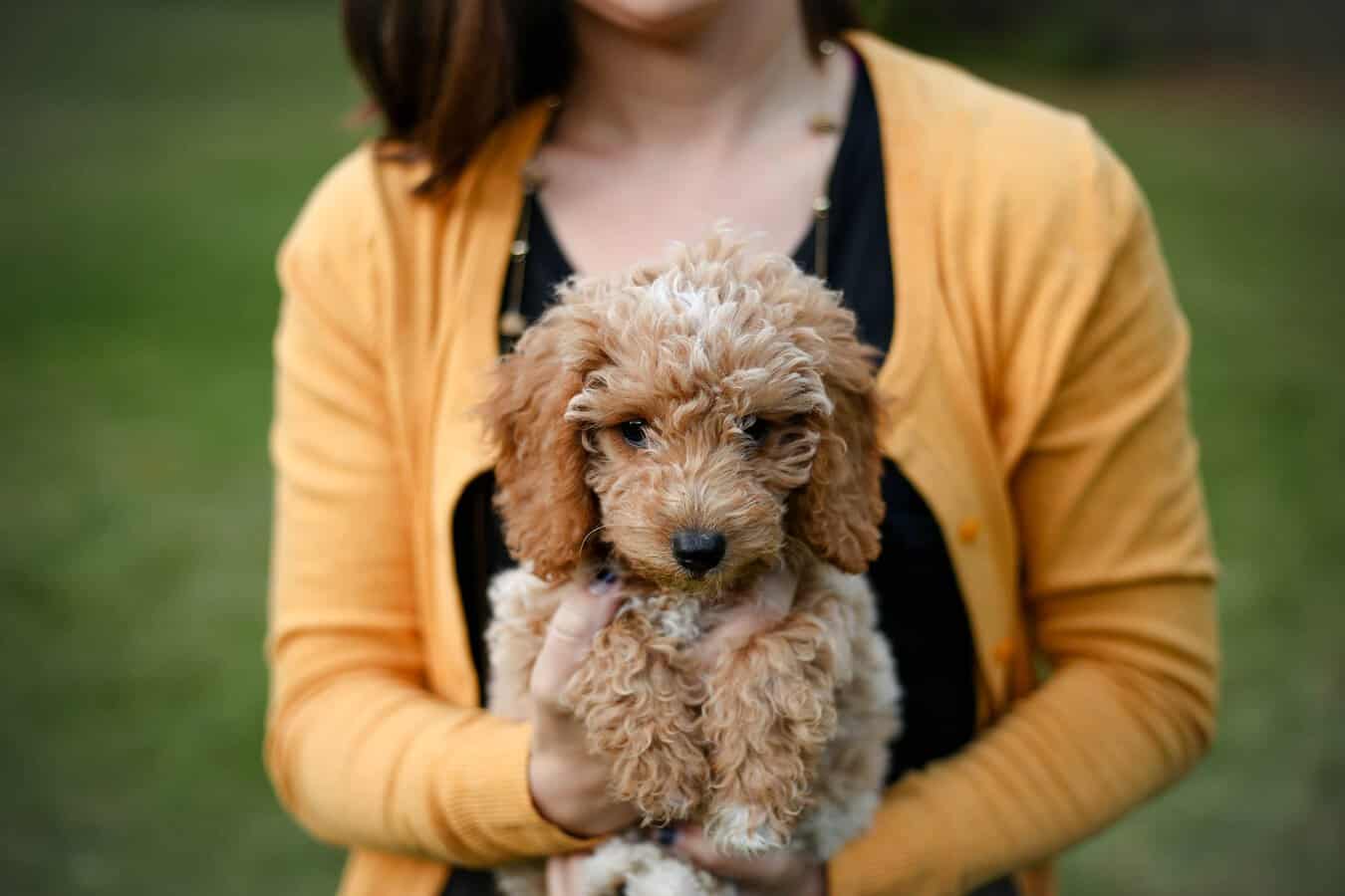 Unlock the Furtastic How to Tell Goldendoodle Puppy Coat Type