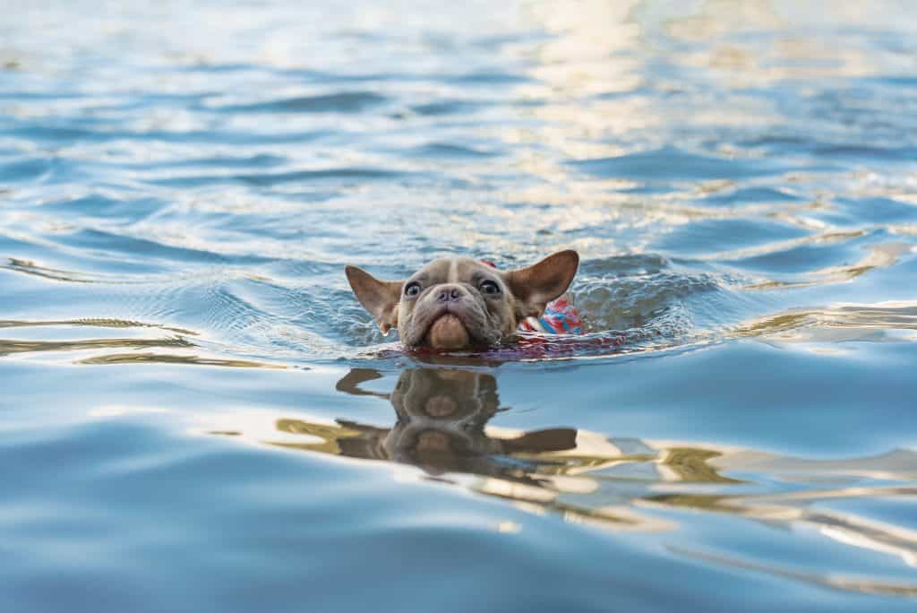 can french bulldogs swim