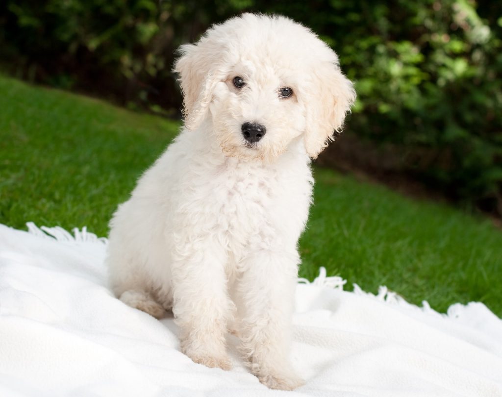 how many puppies do labradoodles have