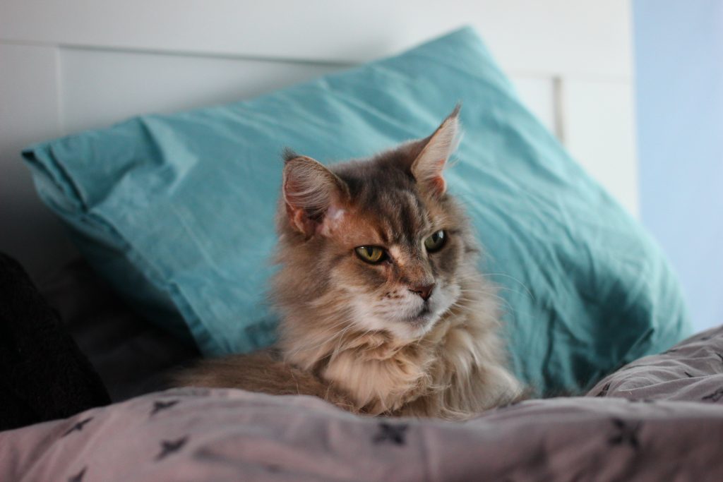 Allergens and Maine Coon Cats