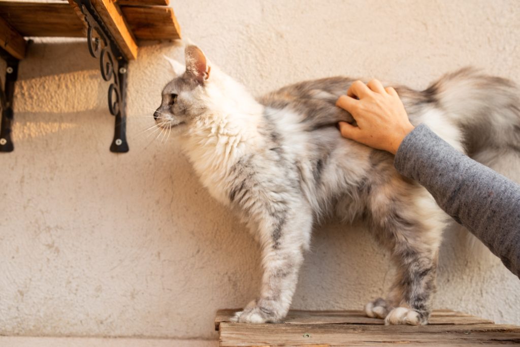 Allergens and Maine Coon Cats