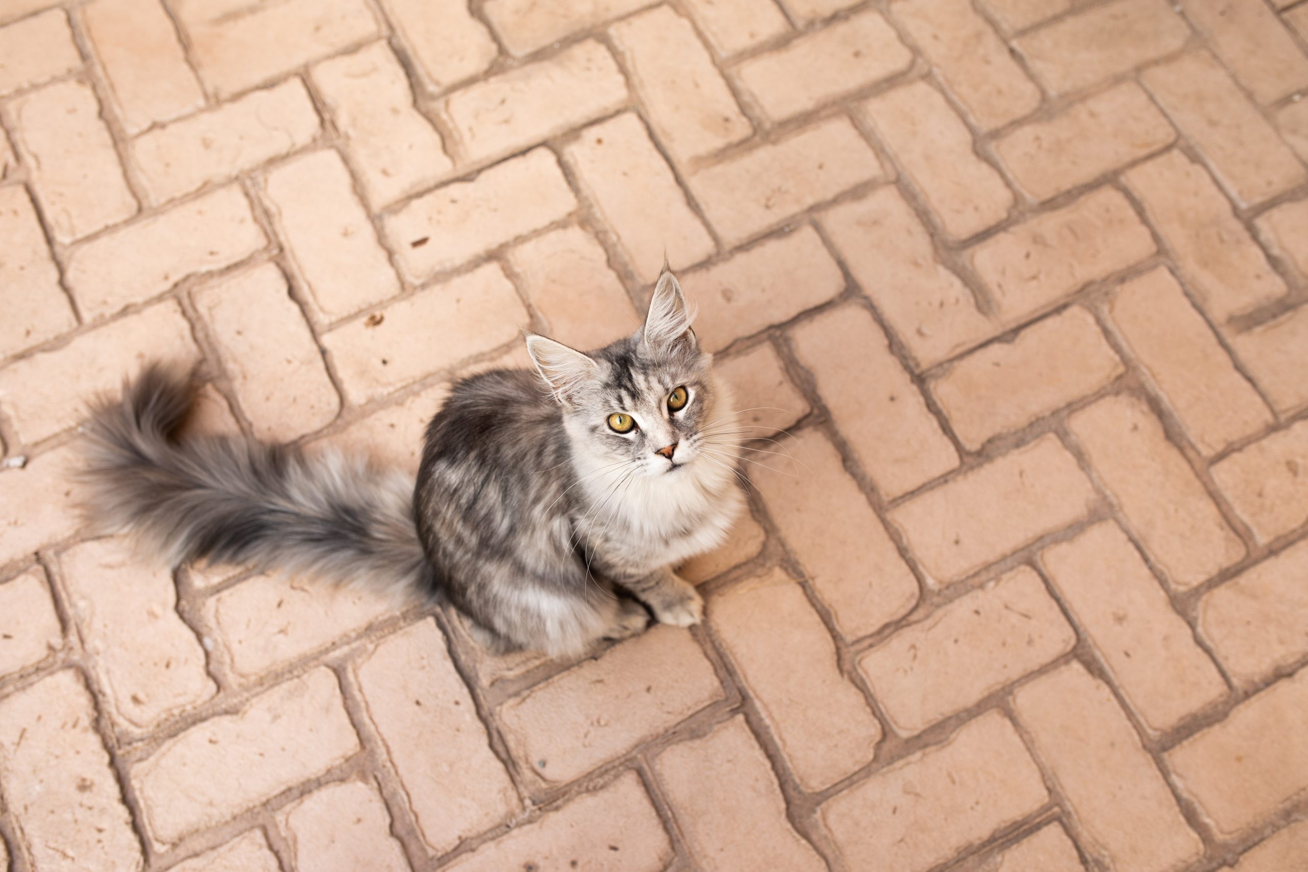 Are Maine Coons Hypoallergenic? 11 Facts CatLovers Need to Know