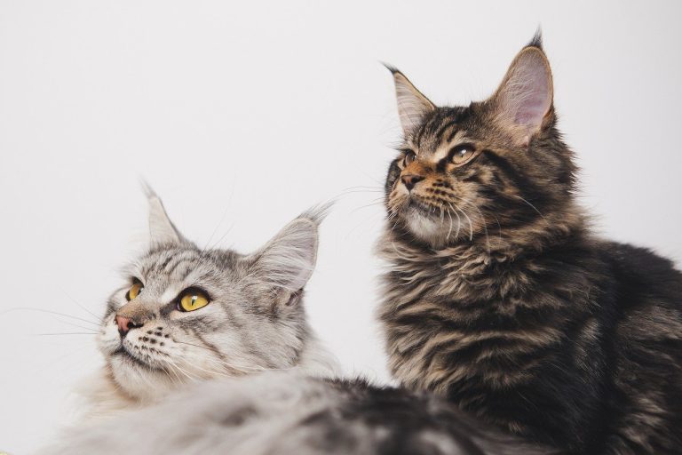 European Maine Coon vs American Maine Coon 5 Key Differences