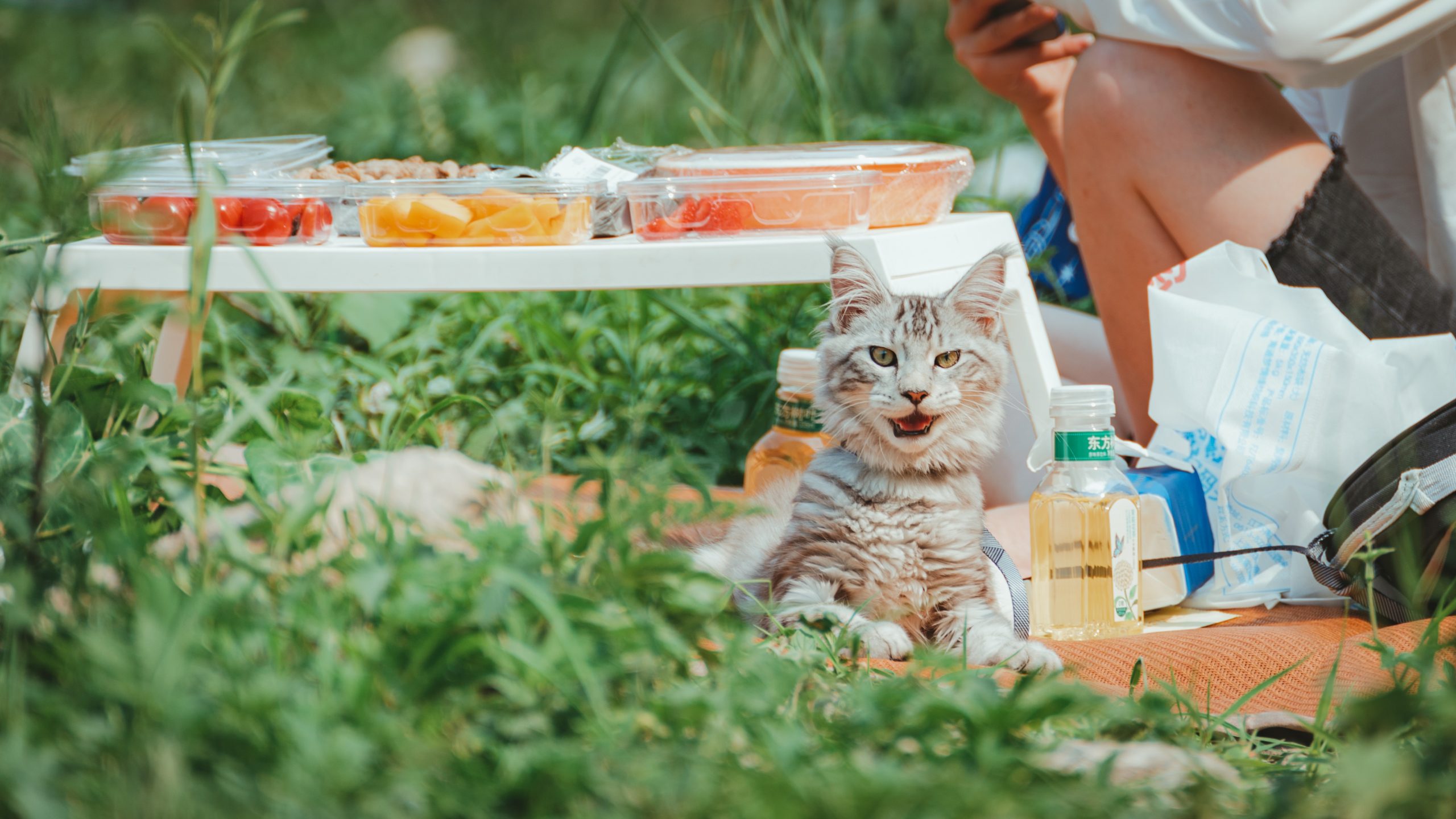 European Maine Coon vs American Maine Coon 5 Key Differences