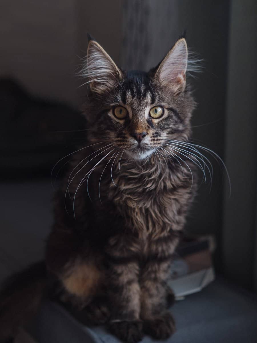 Maine Coon Tabby Mix Short Hair: A Perfect Blend Of Beauty And Charm