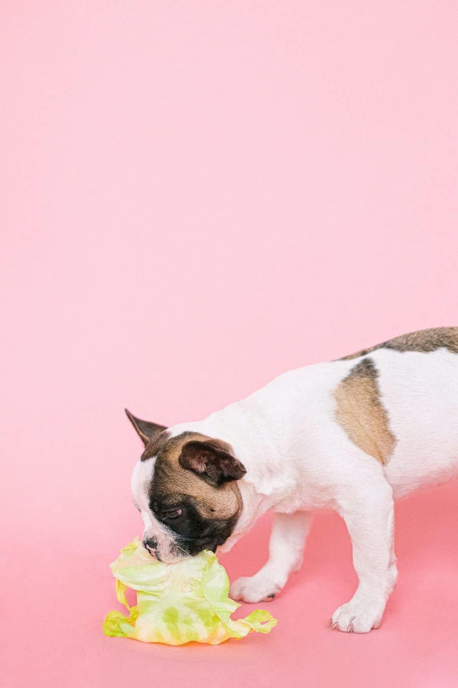 French Bulldog veterinary exam for heart health
