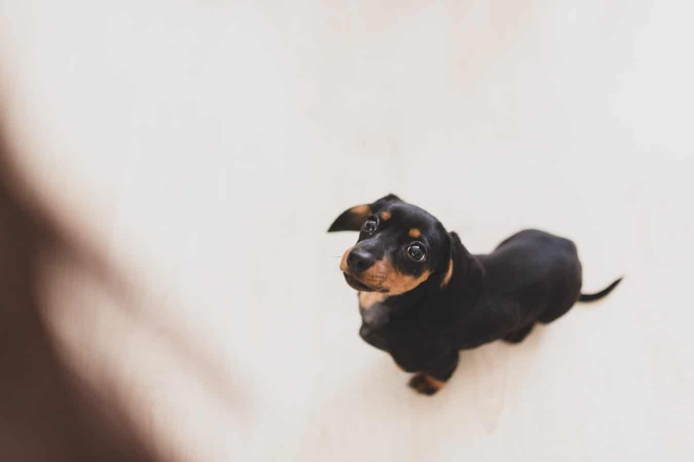 Dachshund on furniture, illustrating the importance of ramp access to prevent jumping